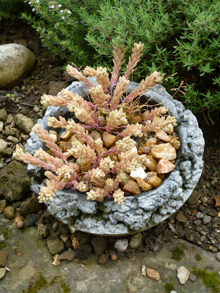 Pot flowerpot garden