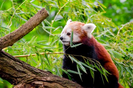 Red Panda