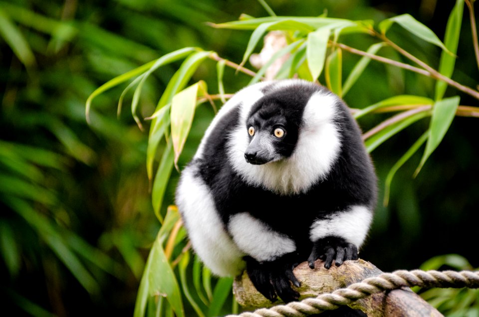 Black And White Ruffed Lemur