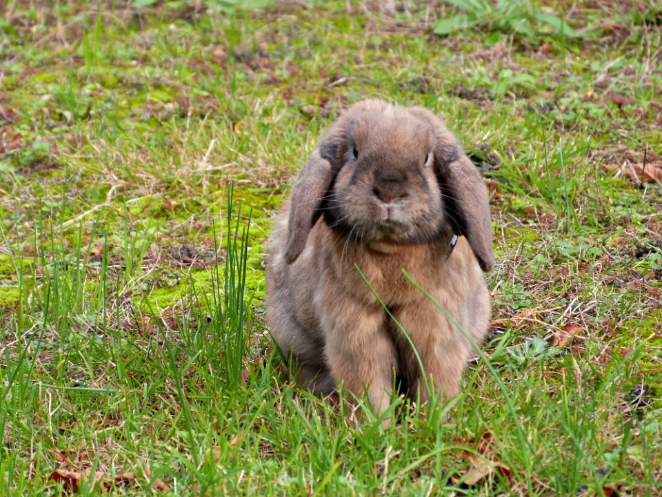Chewy In My Garden