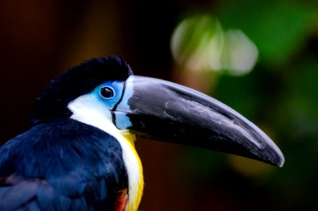 Channel-billed Toucan photo