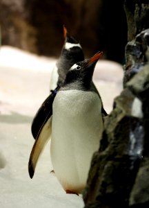 Gentoo Penguin (10) photo