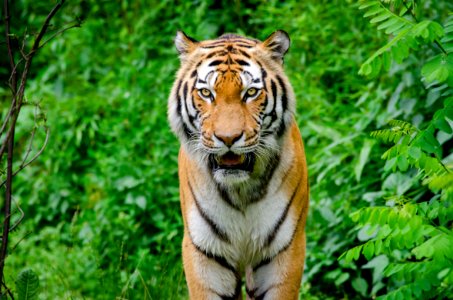 Siberian Tiger photo