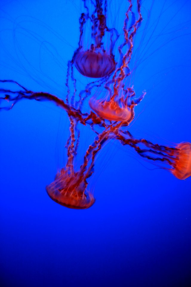 Jellies photo