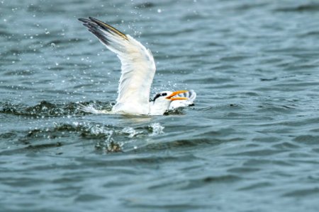 Bain De Mouette