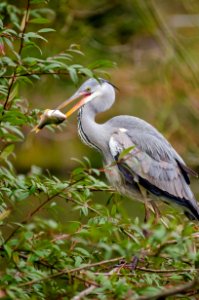 Grey Heron photo