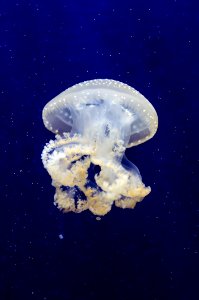 Phyllorhiza Punctata (Jellyfish)