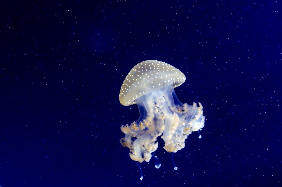 Phyllorhiza Punctata (Jellyfish)