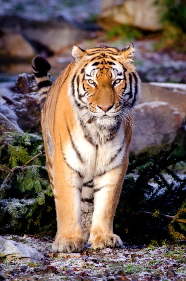 Siberian Tiger