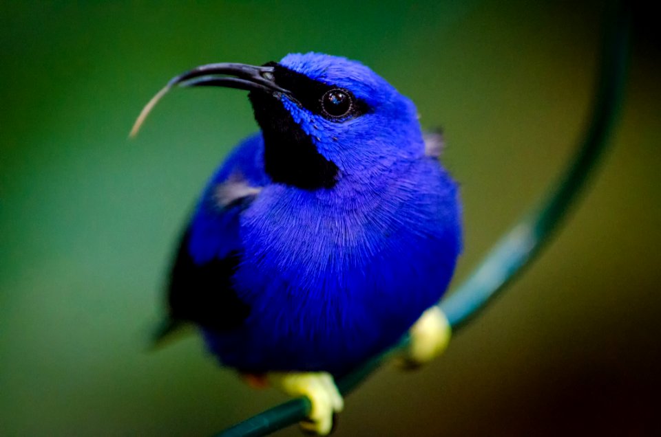 Shining Honeycreeper