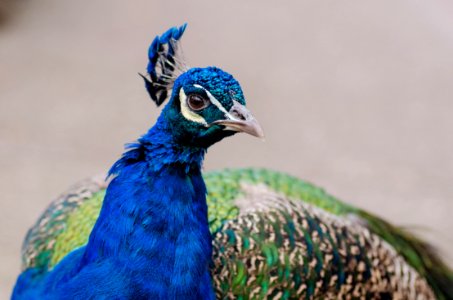 Peacock photo