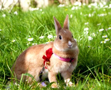 Kirby In The Garden photo