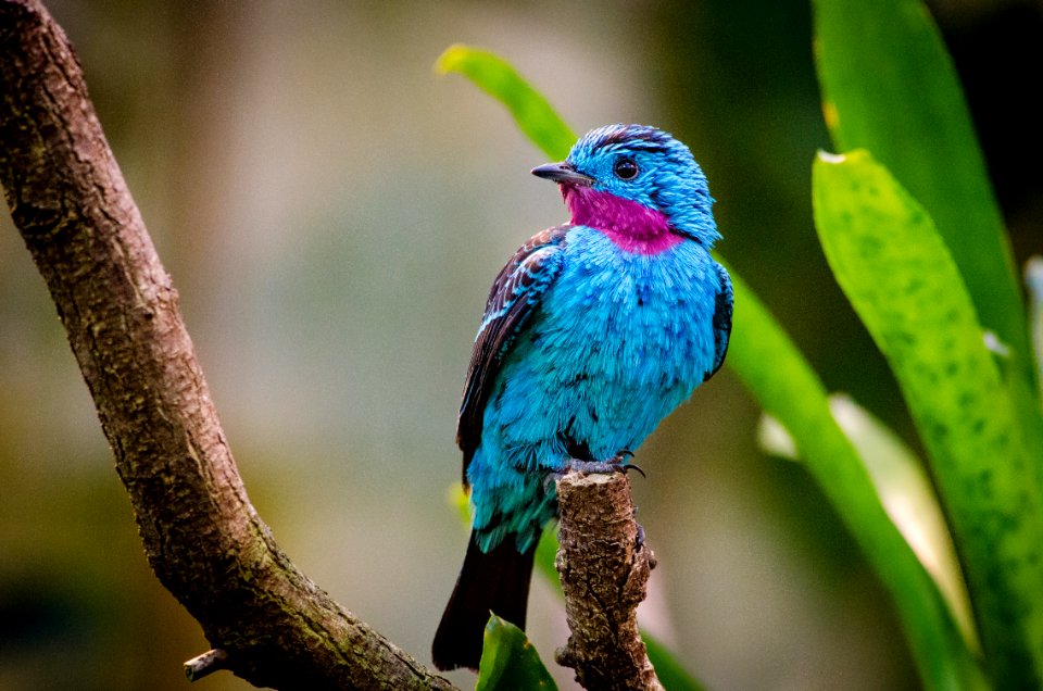 Spangled Cotinga (male)