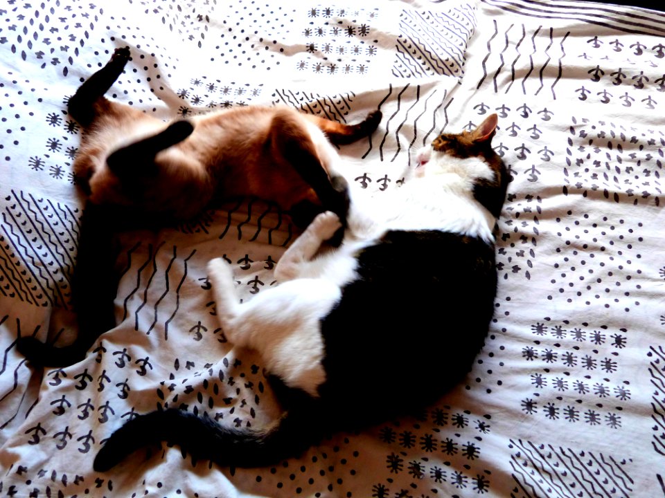 Nap Time Playfighting