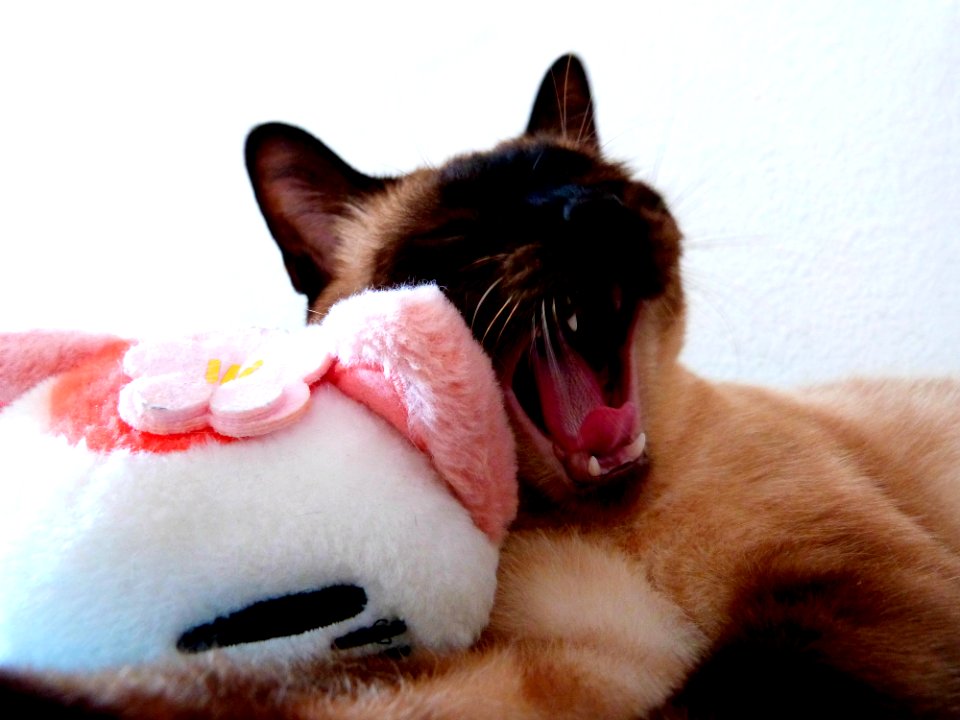Cat Vertebrate Carnivore Felidae