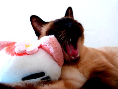 Cat Vertebrate Carnivore Felidae