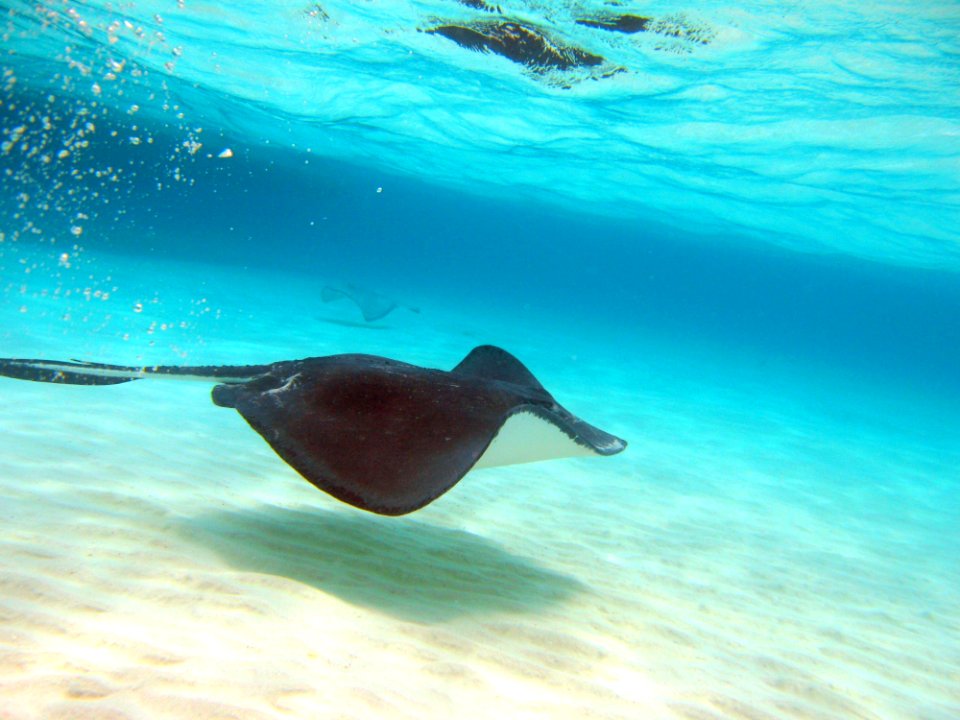 Stingray Grand Cayman