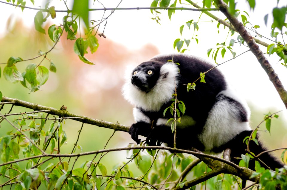 Black-and-white Ruffed Lemur