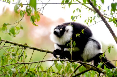 Black-and-white Ruffed Lemur