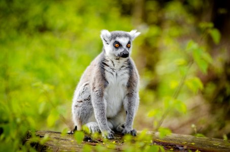 201600501NaturzooRheine-292