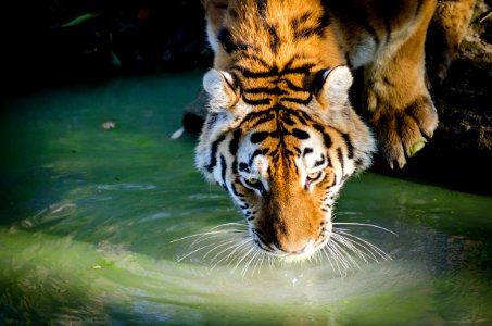 Drinking Tiger photo