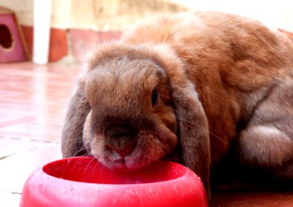 Is It Dinner Time Yet