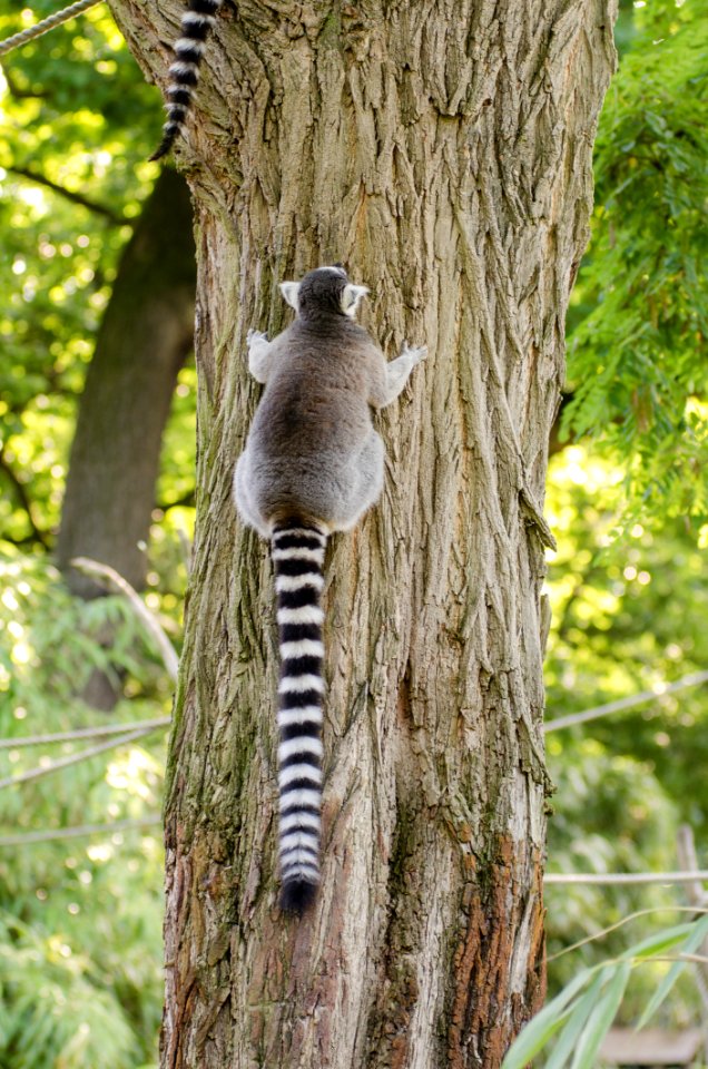 Ring-Tailed Lemur