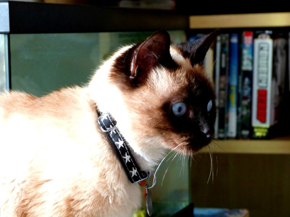 Schrdingers New Fashion Accessory