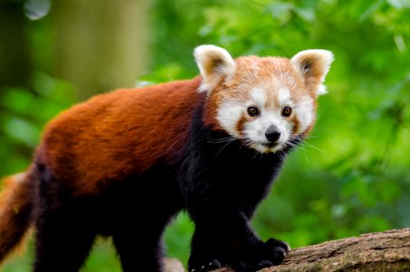 Red Panda