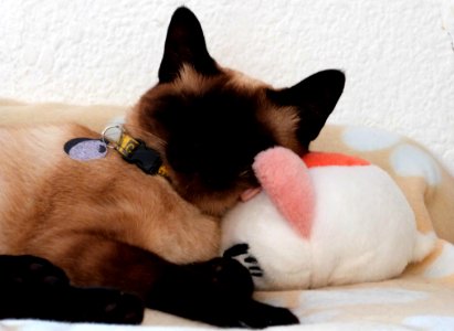 Sweet Slumber