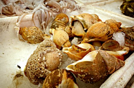 PUBLIC DOMAIN DEDICATION - Pixabay - Digionbew 12 15-07-16 Shells On The Market LOW RES DSC06363 photo