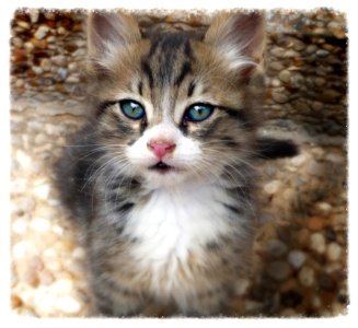 Fuffy Adorable With A Pink Button Nose