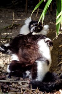 Black-and-white Ruffed Lemur