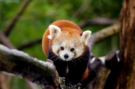 Red Panda photo