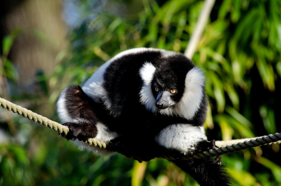 Black-and-White Ruffed Lemur
