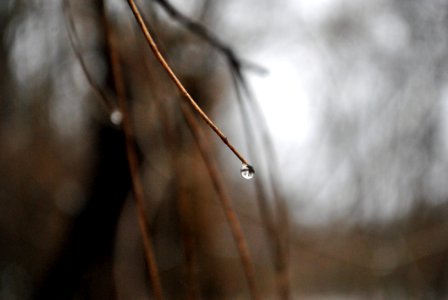 Water Drop On Bare Branch