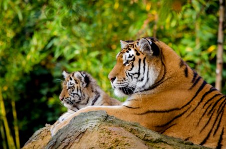 Siberian Tiger Mom With Cub