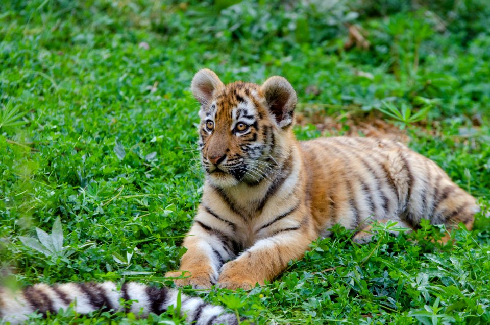 Siberian Tiger Cub photo