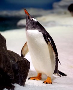 Gentoo Penguin (9) photo