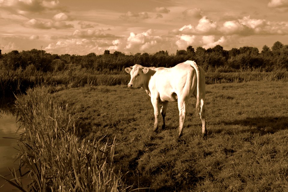 PUBLIC DOMAIN DEDICATION - Pixabay-Pexels Digionbew 14 09-08-16 White Cow In The Field LOW RES DSC08556