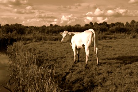 PUBLIC DOMAIN DEDICATION - Pixabay-Pexels Digionbew 14 09-08-16 White Cow In The Field LOW RES DSC08556 photo