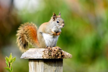 Red Squirrel (Tamiasciurus Hudsonicus)