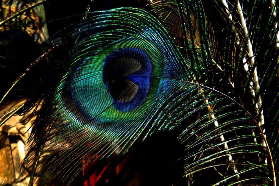 Closeup Of Peacock Feather