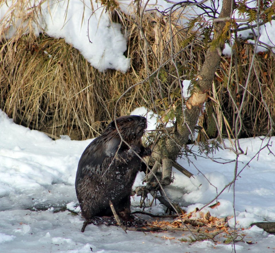 Beaver Chooses A Tree