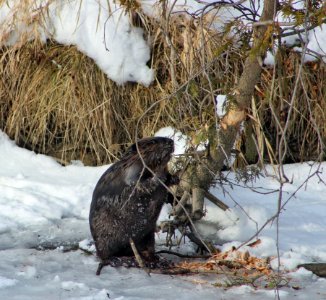 Beaver Chooses A Tree photo