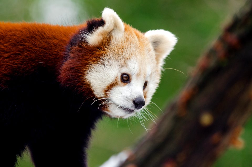 Red Panda