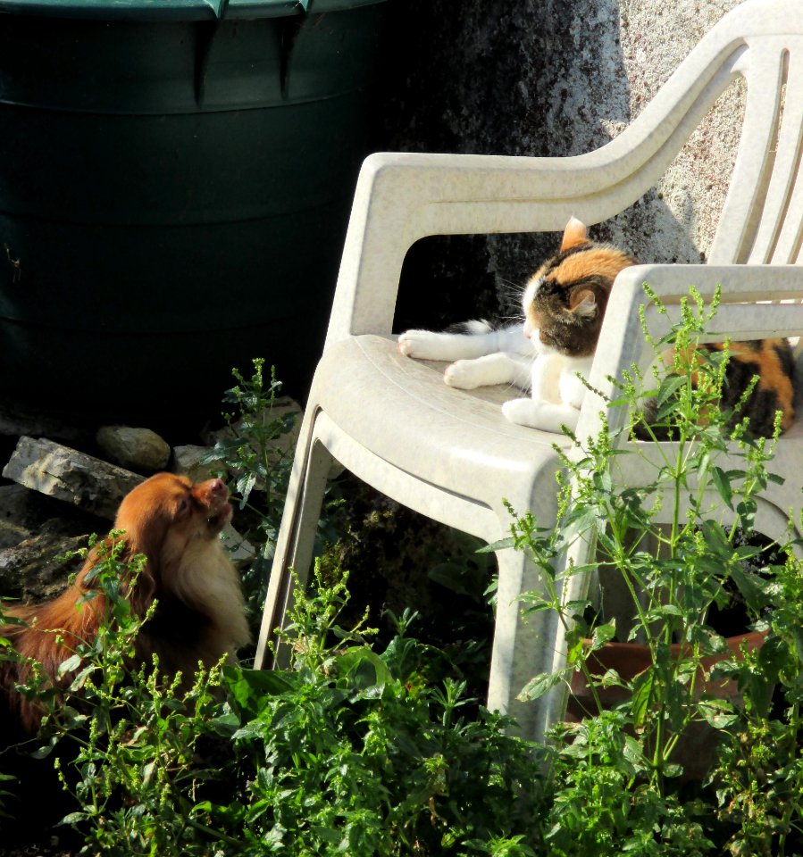Plant Vertebrate Comfort Carnivore
