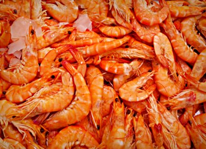 PUBLIC DOMAIN DEDICATION - Pixabay - Digionbew 12 15-07-16 Giant Shrimp LOW RES PDSC06378 photo