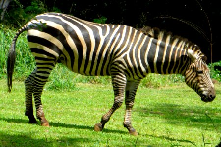 Zebra photo