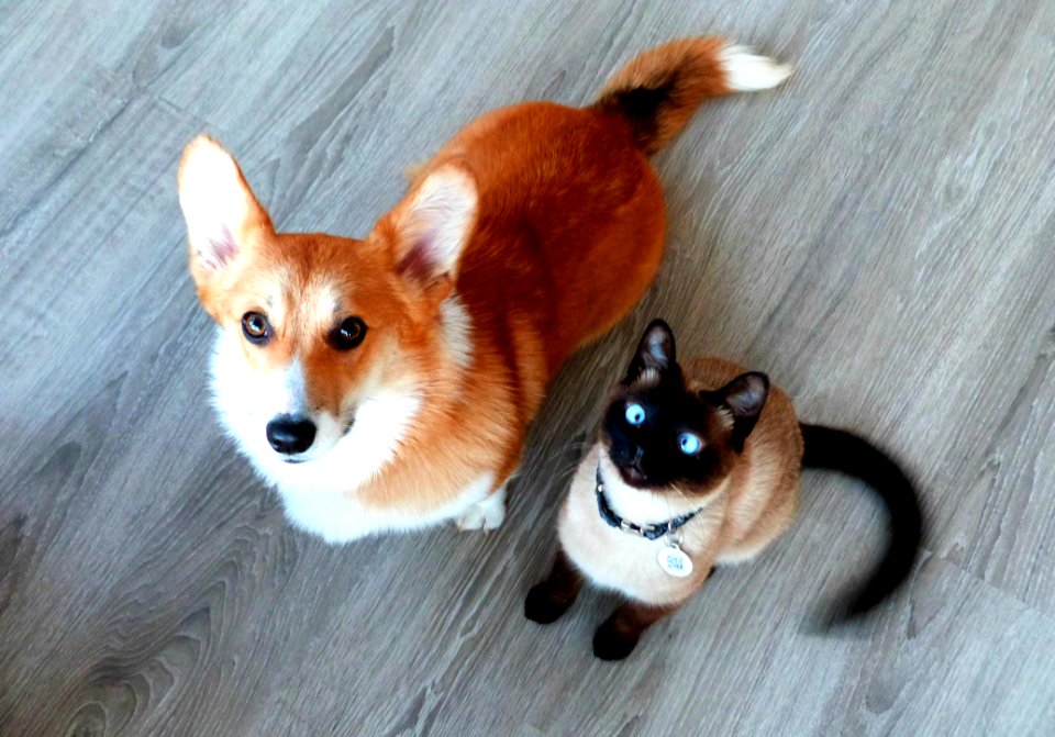 The Power Of The TREAT